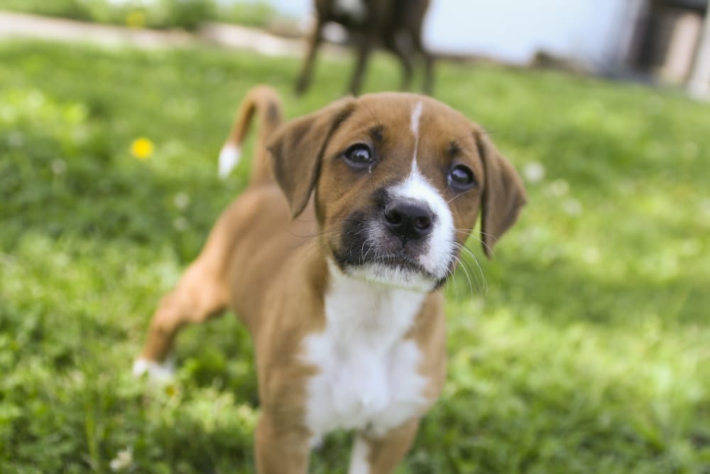 A puppy in the yard.