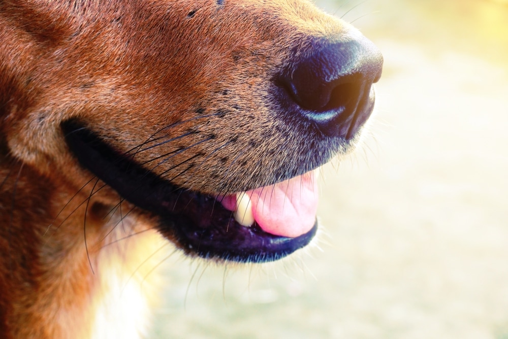 A closeup of a dog breathing.