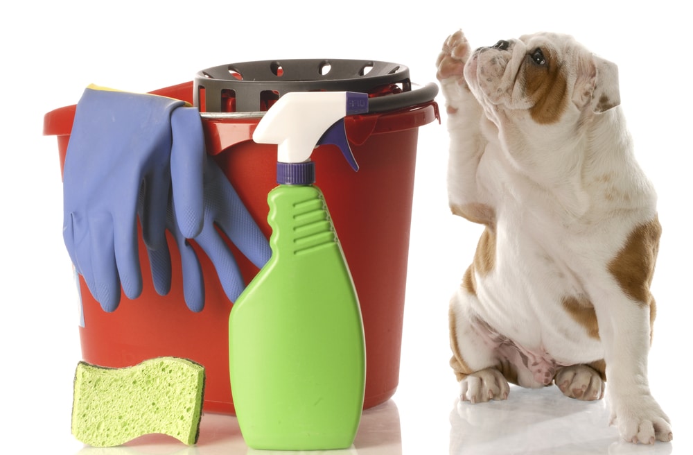 A dog sitting beside some cleaning supplies against a white background.