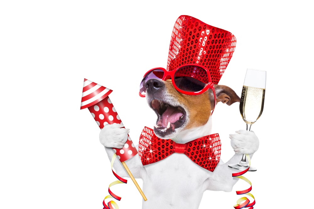 A dog posed with some New Year's Eve stuff.