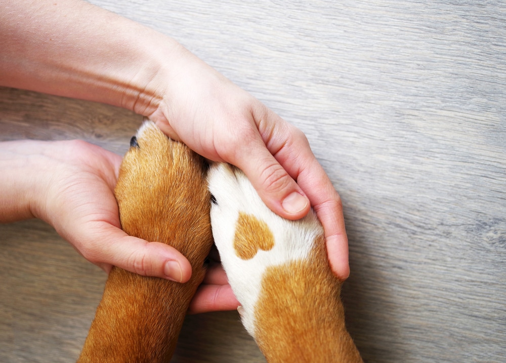 A dog putting its paws in its owner's hands.