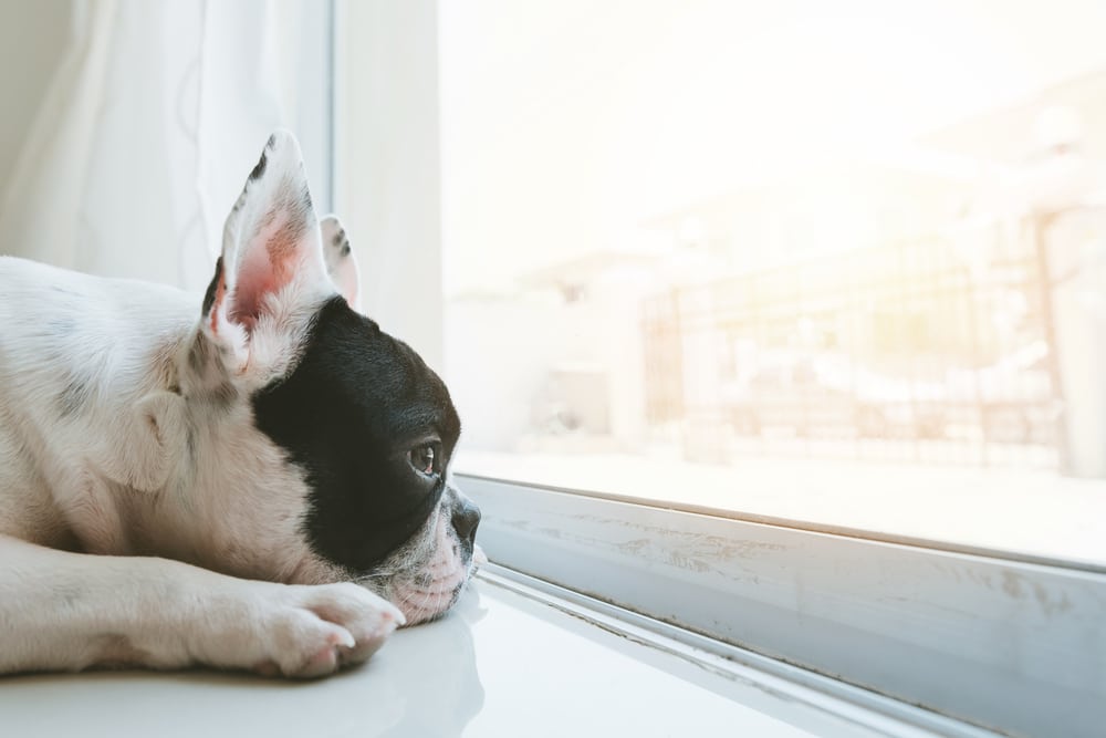 A dog laying on the floor and looking out a window.