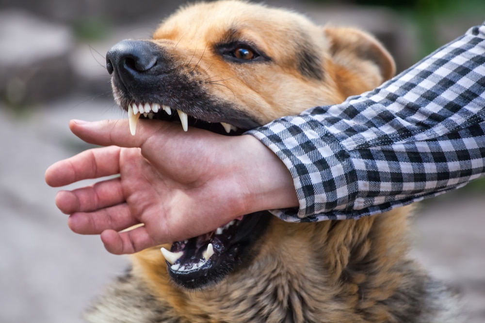 A dog with someone's hand in its mouth.