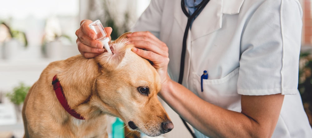 A veterinarian trying to cure a dog's ear infection with some drops.