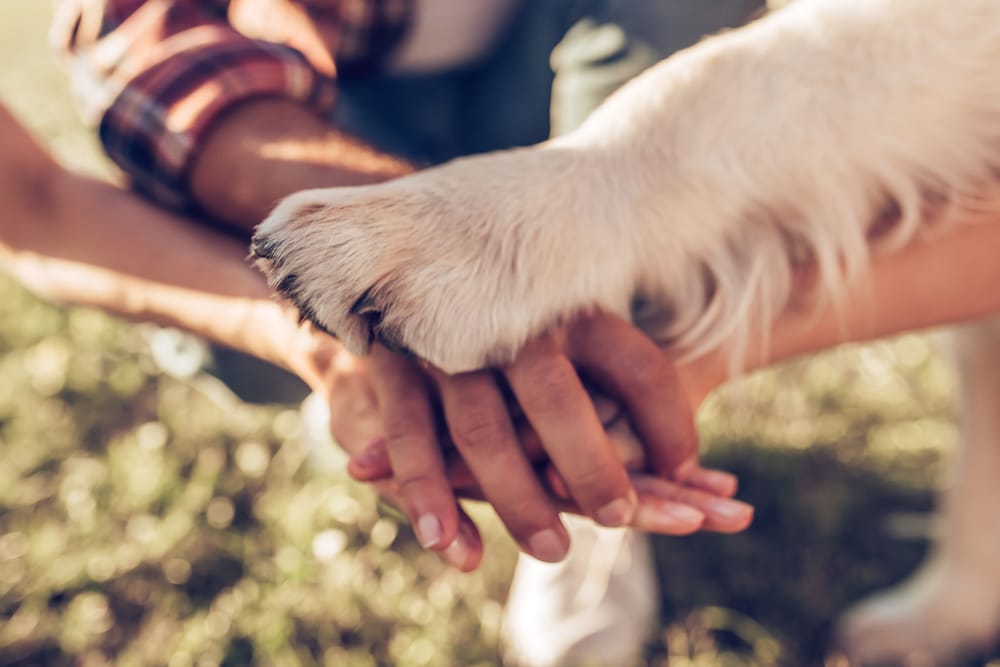 A closeup of a dog putting its paw on people's hands during a huddle.
