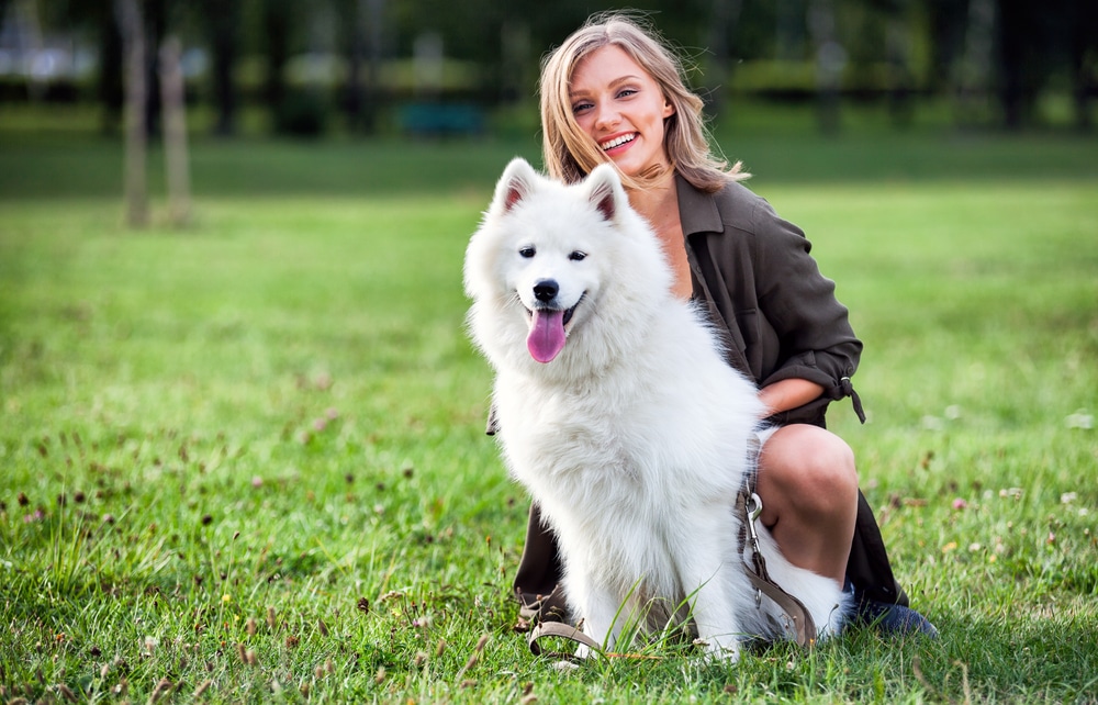 An owner kneeling behind their Samoyed, which is sitting on the grass.