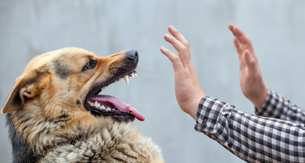 A dog growling at a person holding their hands up.