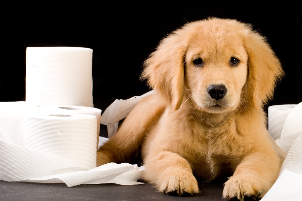 A dog laying down next to a bunch of toilet paper rolls.
