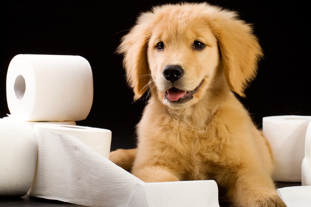 A dog laying down against a black background with toilet paper rolls surrounding it.