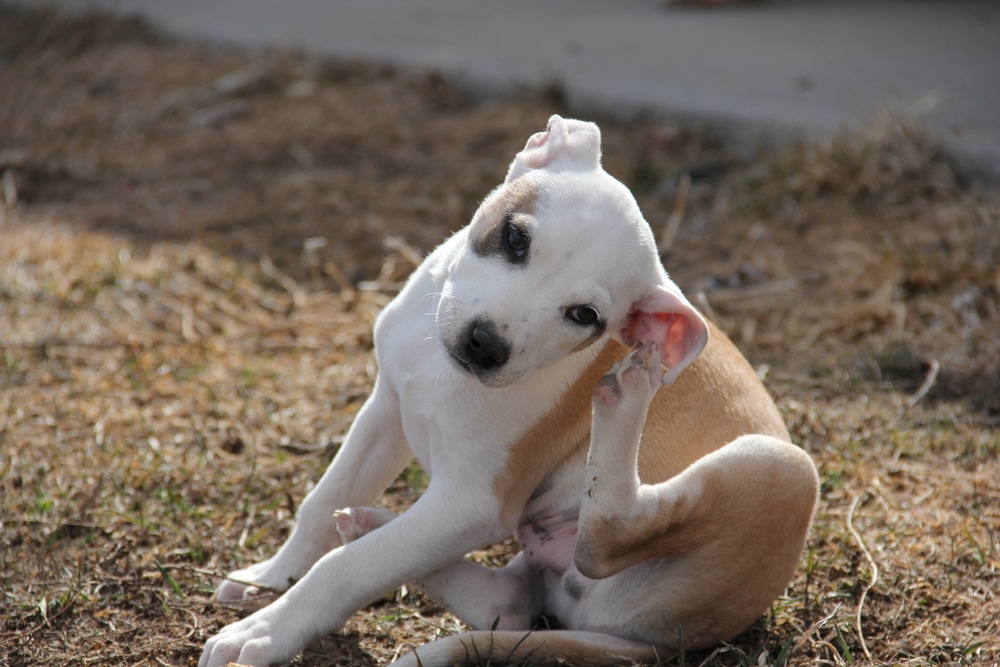 A dog scratching its ears while sitting on some grass and dirt.