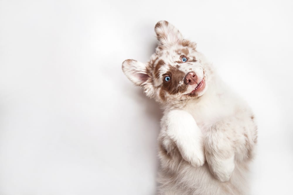 A dog laying on its back looking up at the camera.