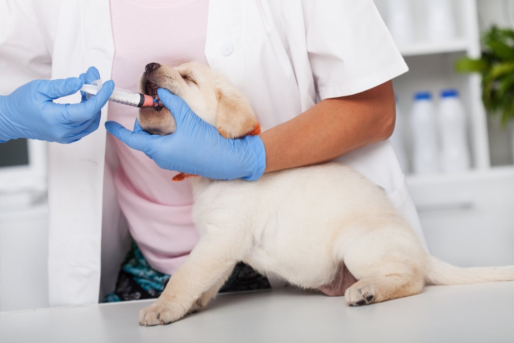 A dog getting a syringe in its mouth from a vet.