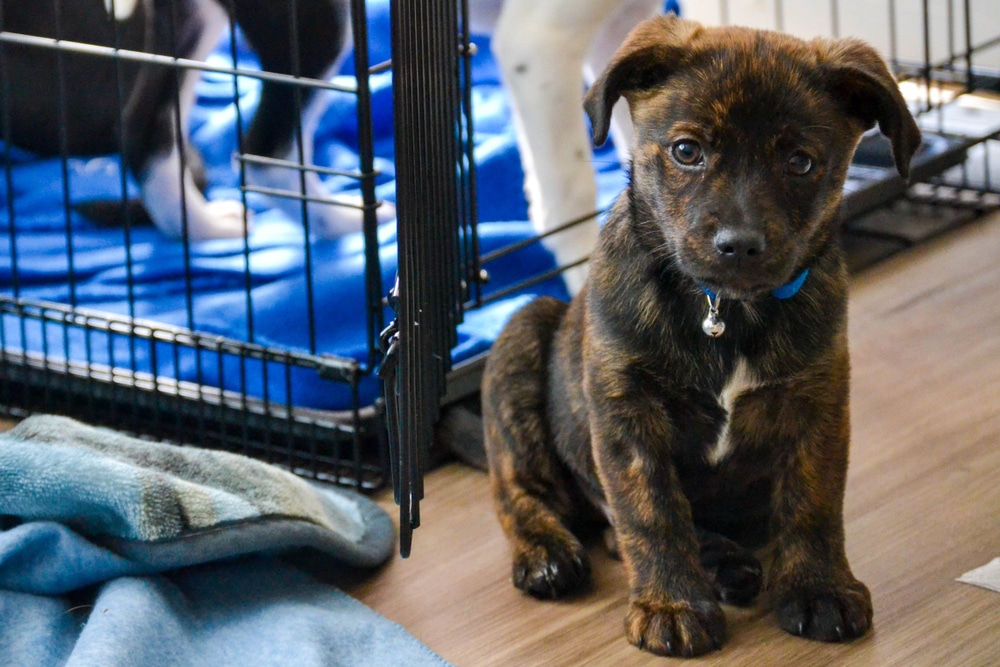 A puppy sitting outside a crate while other dogs are in it.