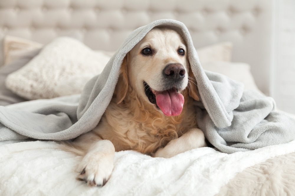 A dog laying on the bed with a blanket over its head.