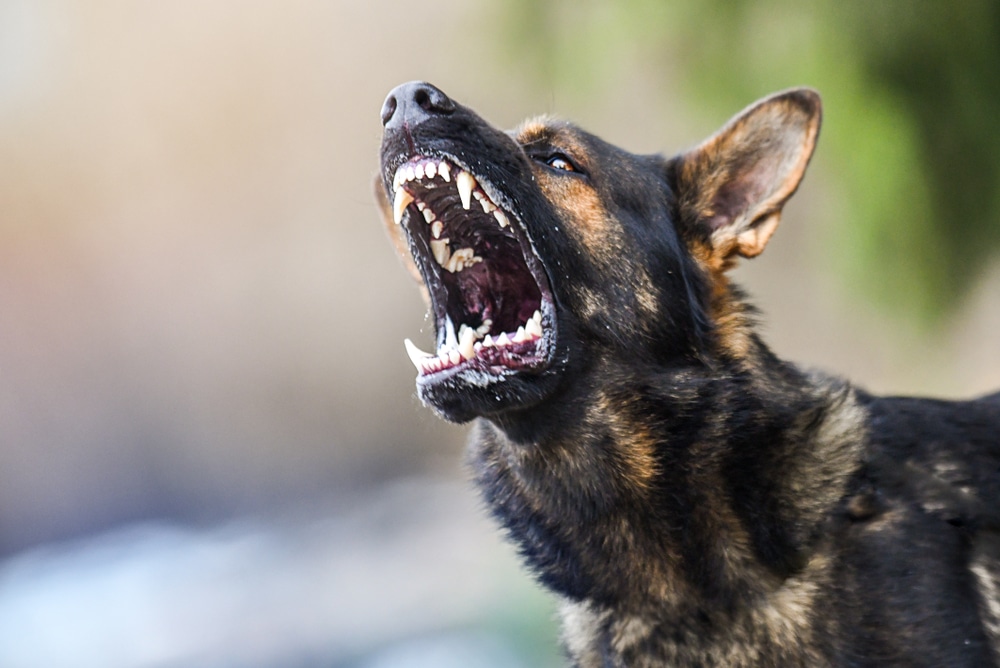 A barking dog that is likely angry or aggressive.