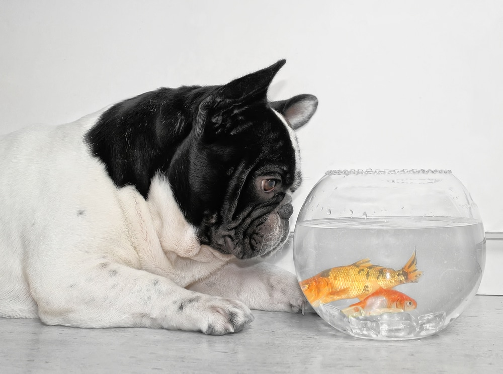 A dog laying down and looking at some fish it would like to eat swimming in a fish bowl.