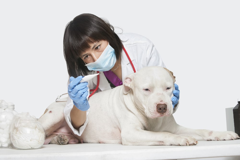A vet that is looking at a thermometer while holding a dog so she can check its temperature.