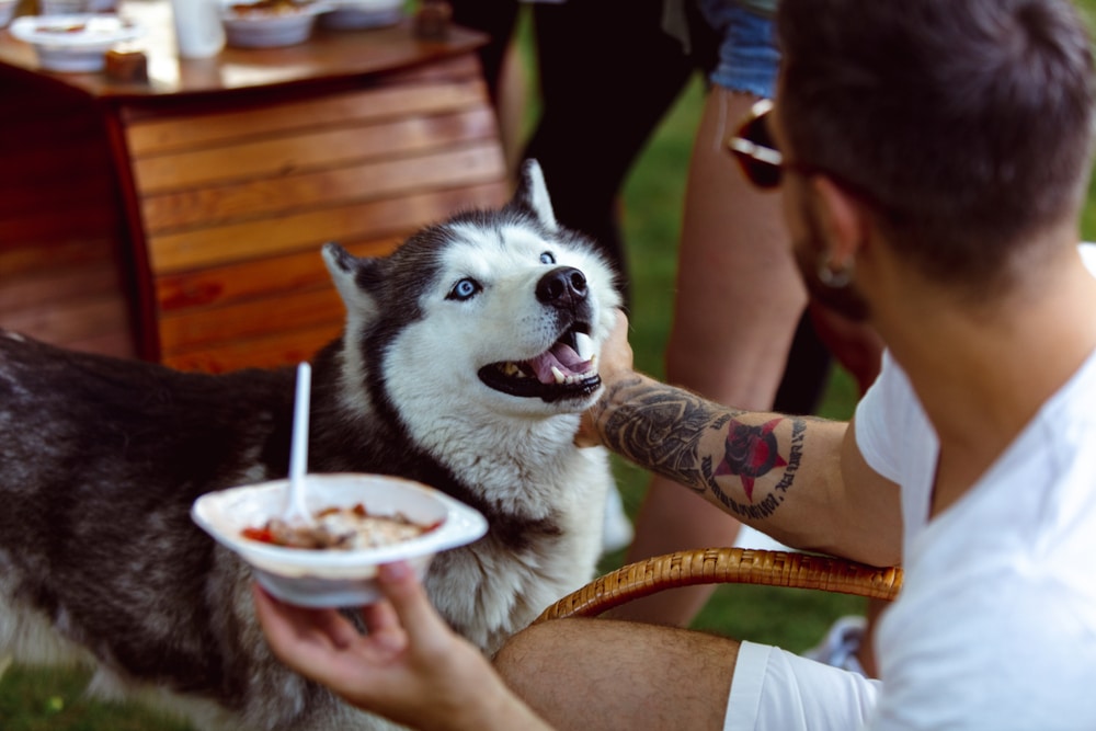 A dog hanging out with its owner at a party outside.