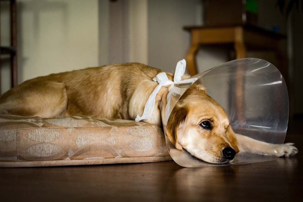 A dog laying down with a cone on its head.