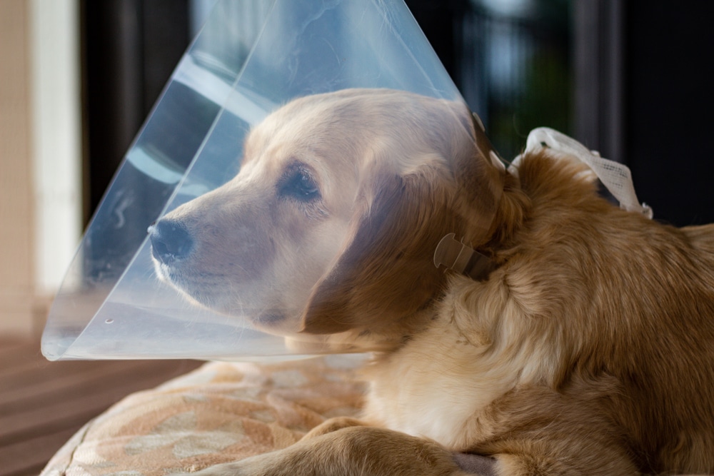 A dog laying on a doggie bed with a cone on its head.