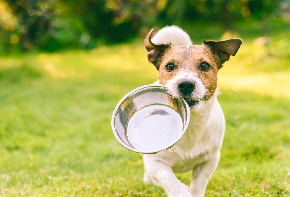 A dog running outside with its food bowl in its mouth.
