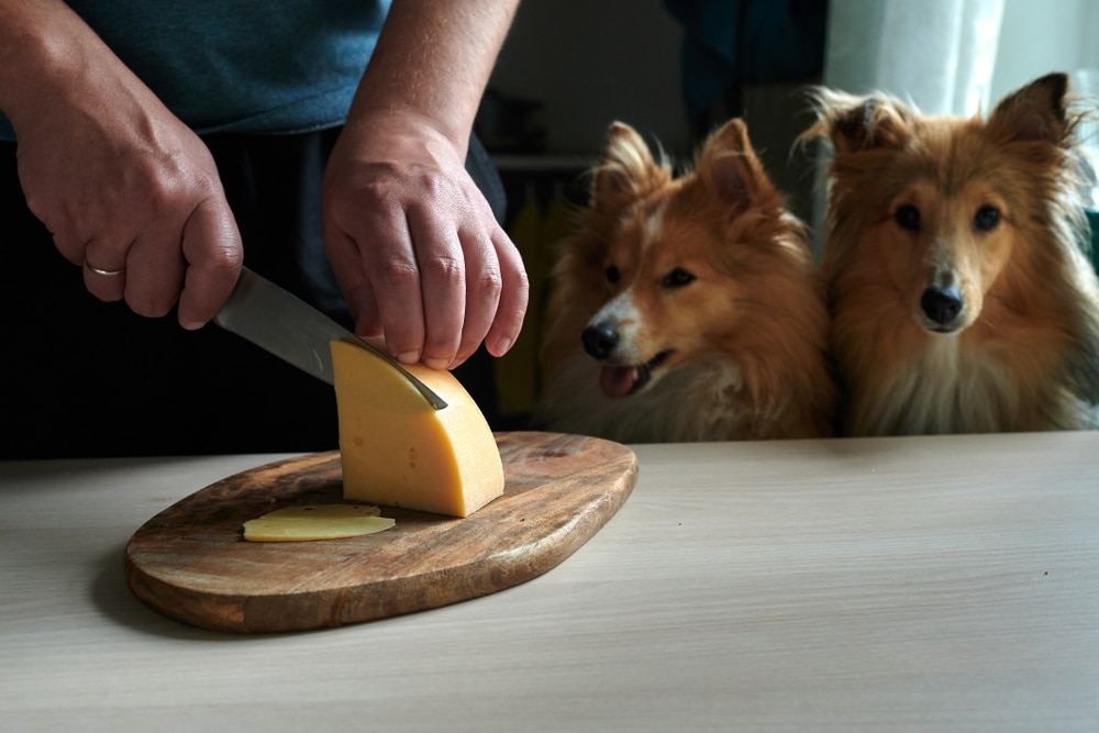 An owner slicing some cheese in front of their two dogs, which the dogs clearly want to eat.