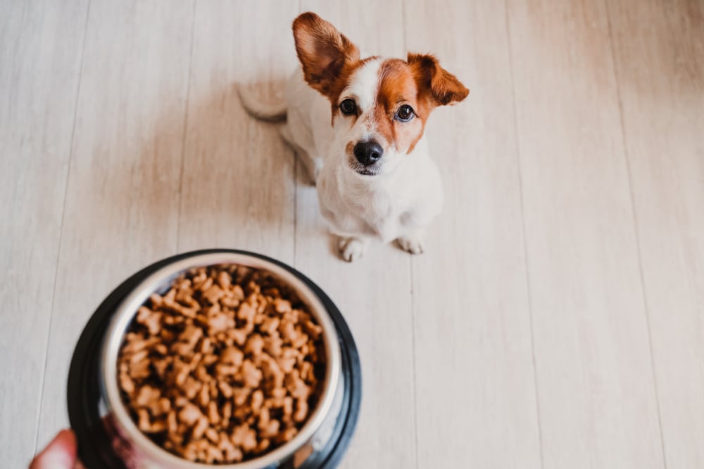 A dog waiting while its owner holds its bowl of food.