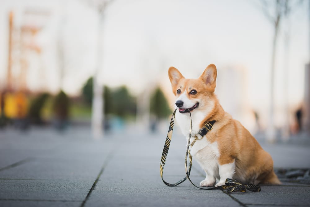 A Corgi holding its leash in its mouth outside.