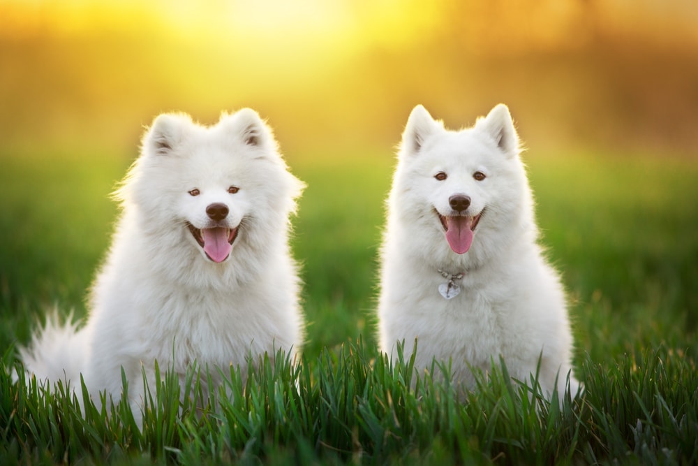 Two Samoyeds sitting in the grass while the sun is out.