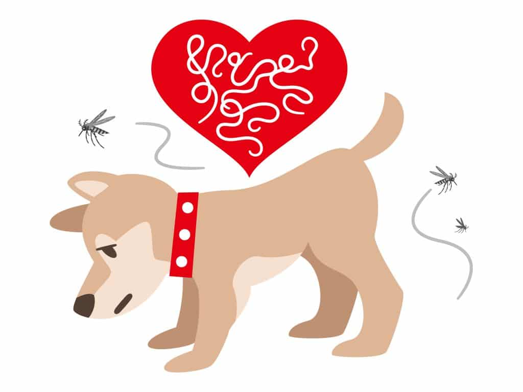 An illustration showing a dog with heartworms and mosquitoes.