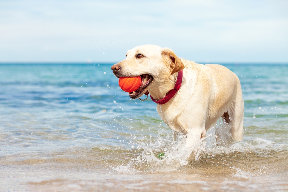 A dog with a ball in its mouth walking through the water on a beach.