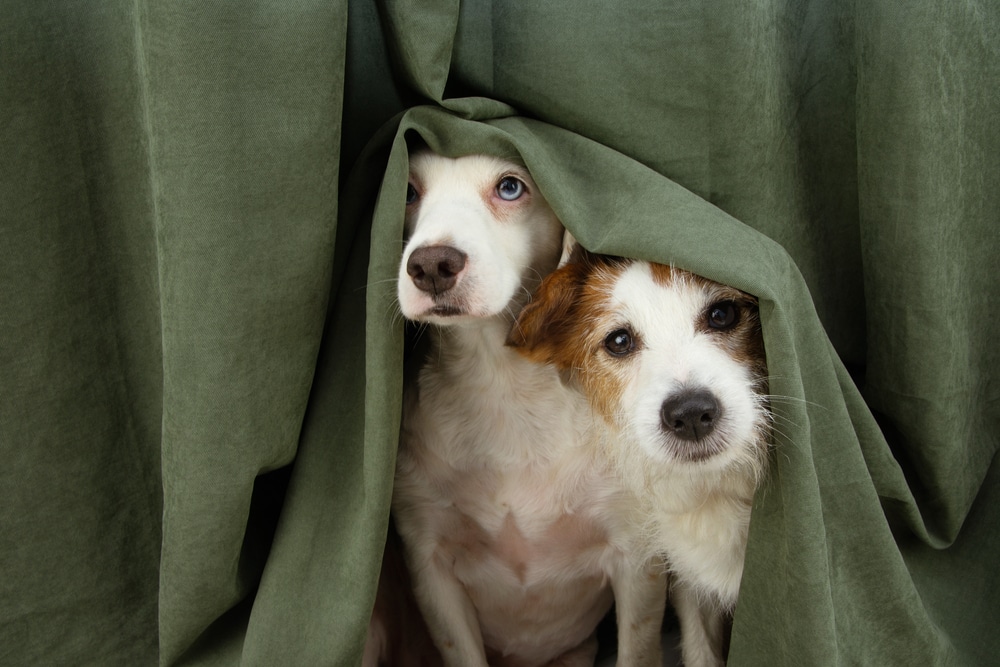 Two dogs hiding under a green curtain.