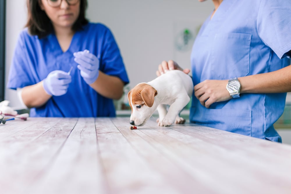 A dog on a vet table with two vets with some food while they set up.