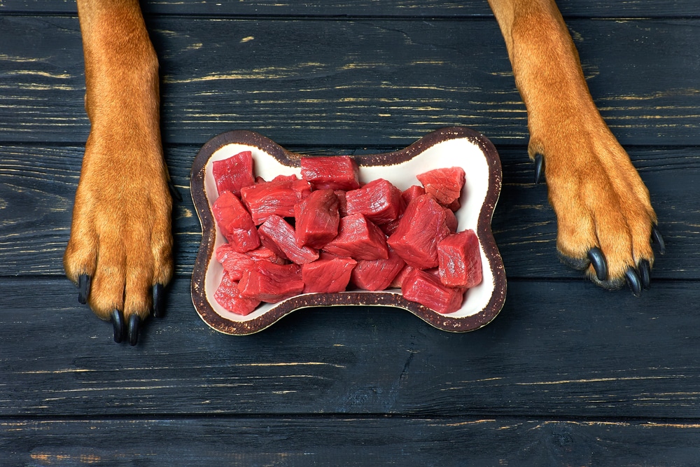 A closeup of a dog's paws on either side of a bone-shaped bowl dish of meat.