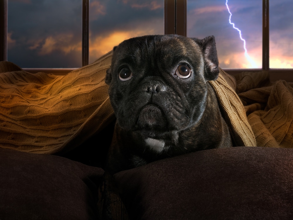 A dog afraid of thunder, laying under a blanket while a lightning strikes outside.