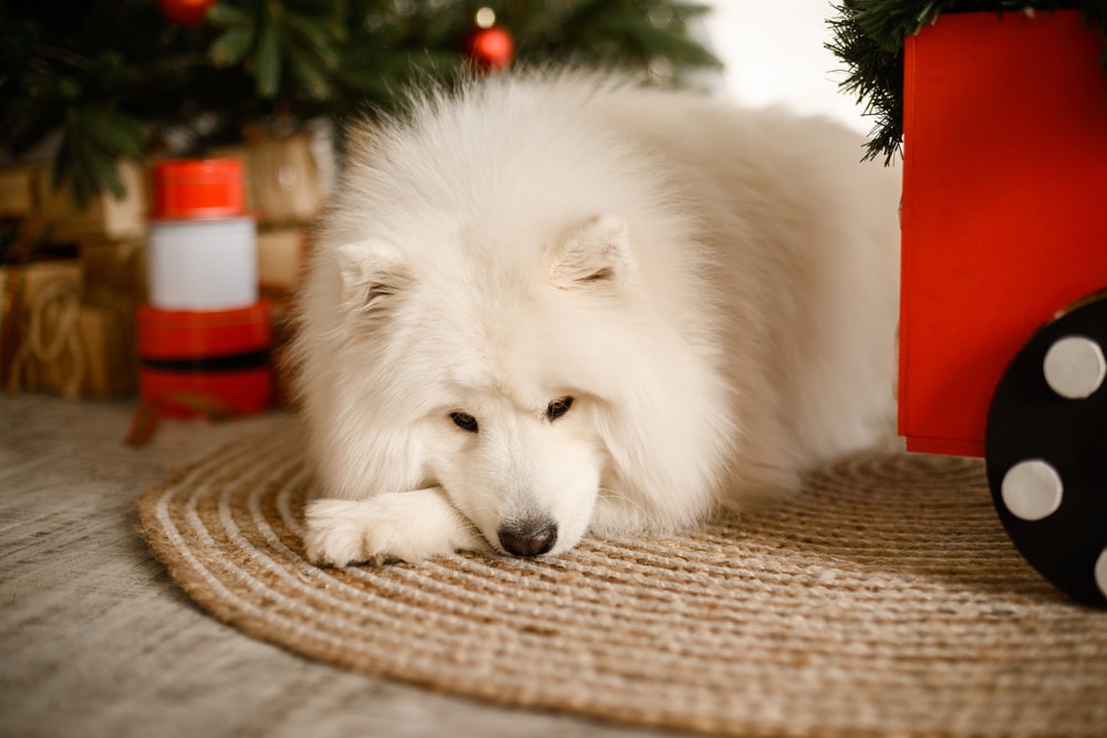 A Samoyed laying down by a Christmas tree.