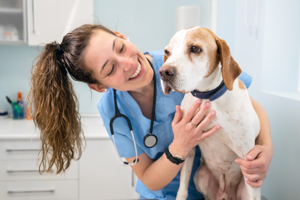 A vet holding and doing a checkup on a dog.