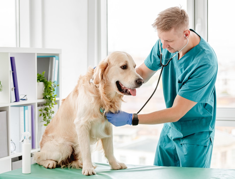 A vet listening to a dog's body with a stethoscope.