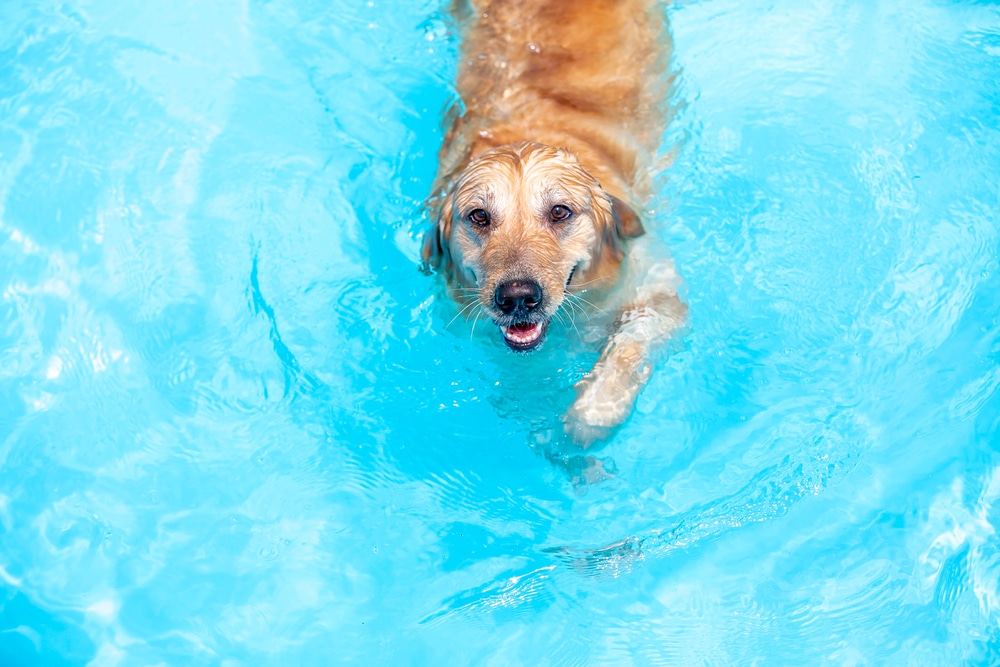 An overhead shot of a dog swimming in the water of a pool.
