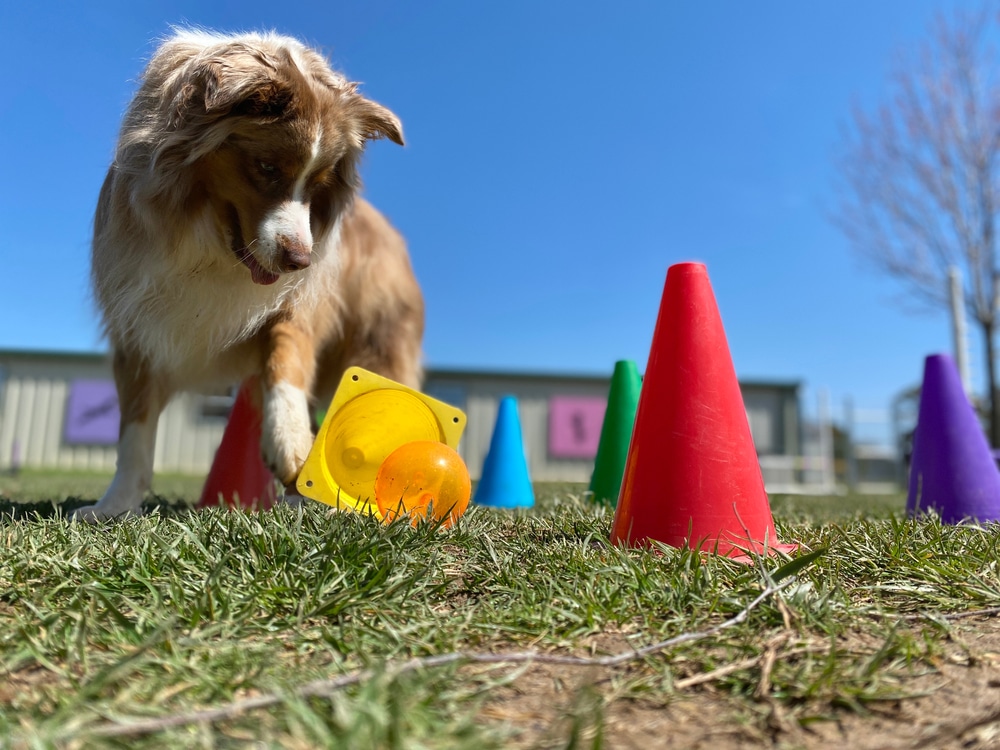 A dog playing with some different colored cones on the grass.