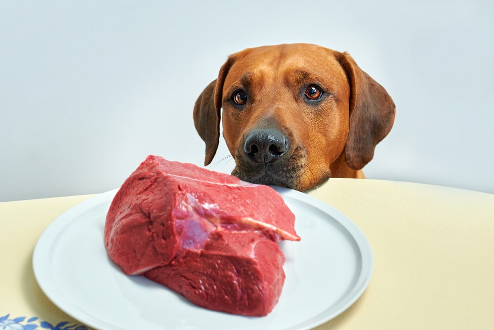 A dog wishing it could eat the huge chunk of meat on the table.
