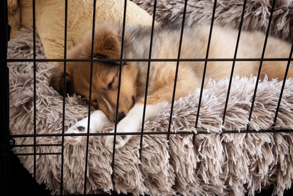 A dog laying down on its bed in its crate.