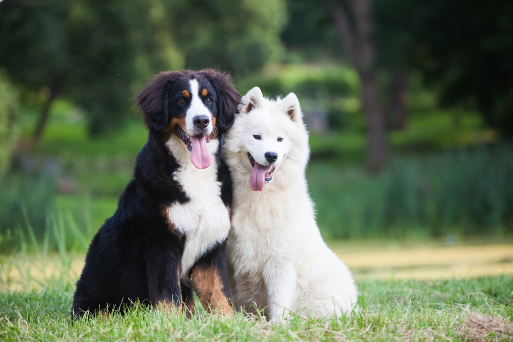 A dog and a Samoyed sitting outside by each other.