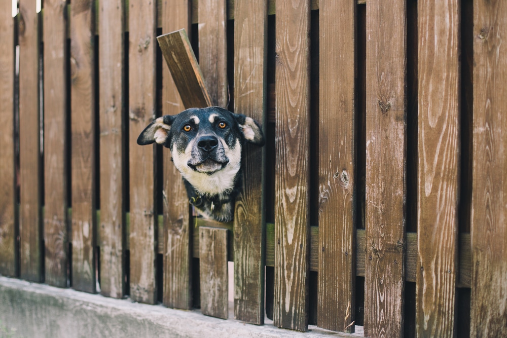 A dog showing one of the signs of being curious by poking their head through a broken fence plank.