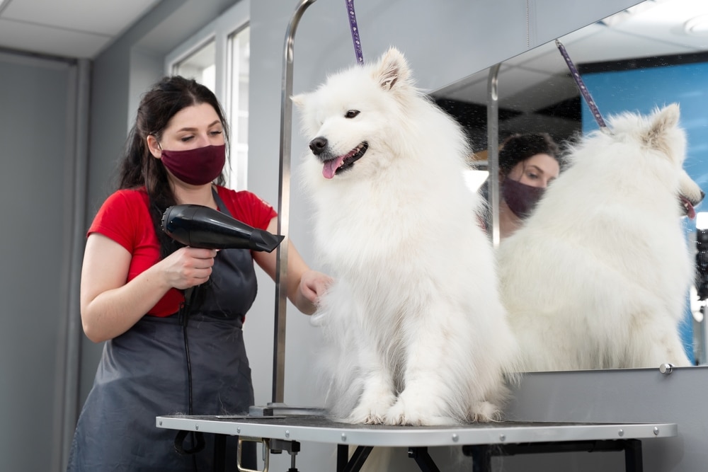 A Samoyed getting clean at the groomer.
