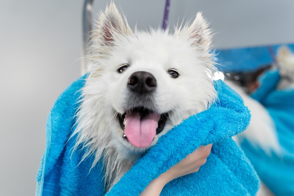 A happy Samoyed getting dried off with a towel during a grooming session.