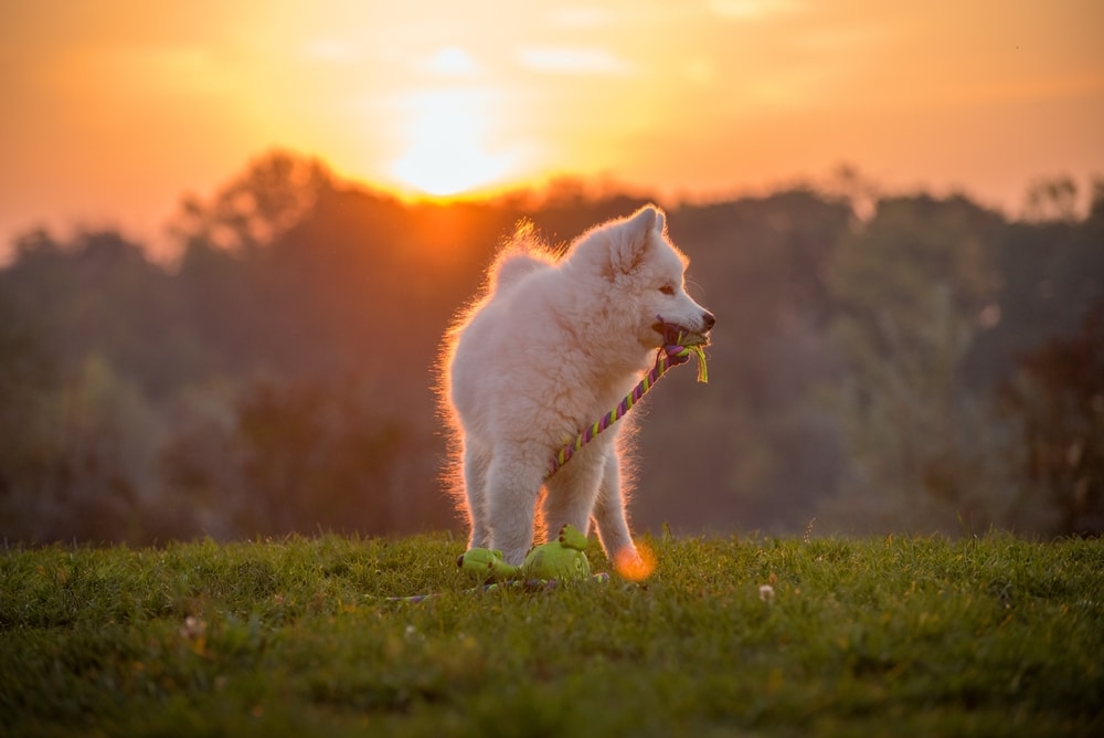 A Samoyed playing with some toys outside while the sun sets behind it.