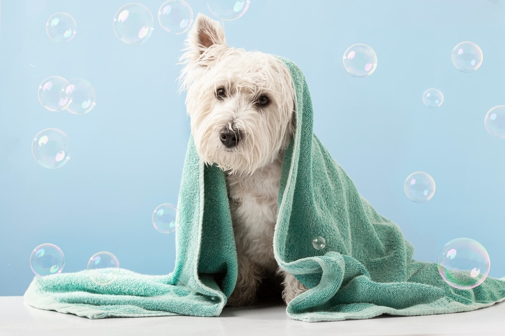 A dog with a towel around it.