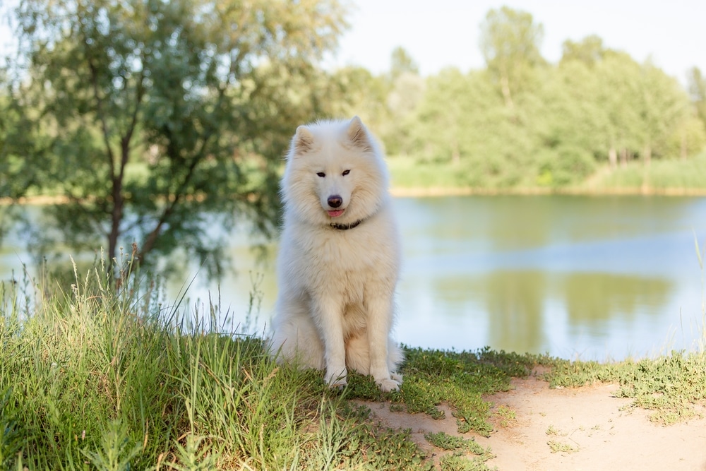 A Samoyed sitting on a bank by a lake.