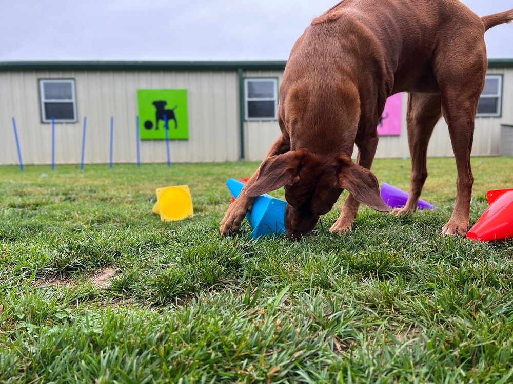 A dog checking under a blue-colored cone on the grass.